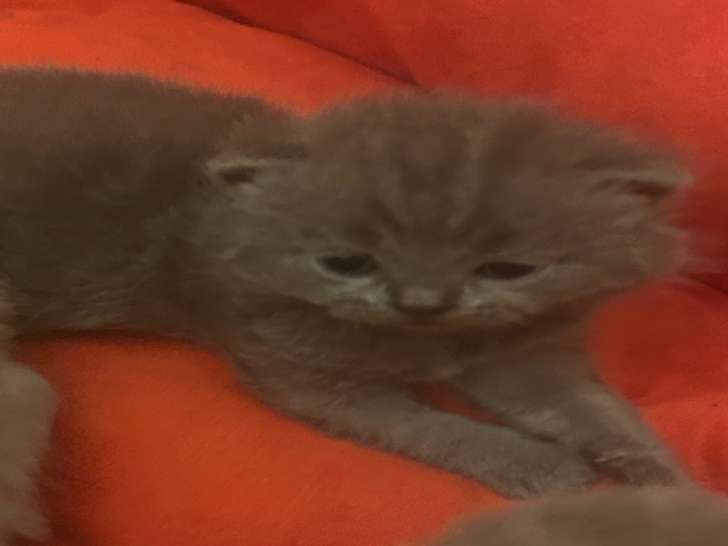 Chatons de type British Shorthair mâles à vendre