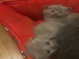 Chatons de type British Shorthair mâles à vendre