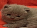 Chatons de type British Shorthair mâles à vendre