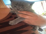 Chatons de type British Shorthair mâles à vendre