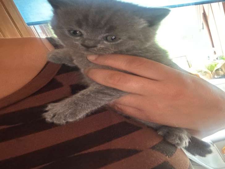 Chatons de type British Shorthair mâles à vendre