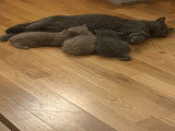 Chatons de type British Shorthair mâles à vendre