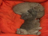 Chatons de type British Shorthair mâles à vendre