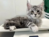 Chaton femelle Maine Coon LOOF de janvier 2026 à vendre