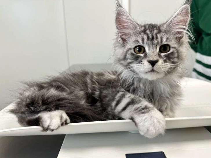 Chaton femelle Maine Coon LOOF de janvier 2026 à vendre
