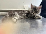 Chaton femelle Maine Coon LOOF de janvier 2026 à vendre