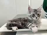 Chaton femelle Maine Coon LOOF de janvier 2026 à vendre