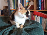 Rosa, belle chatte à adopter en association