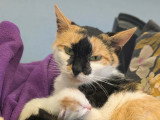 Rosa, belle chatte à adopter en association