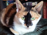 Rosa, belle chatte à adopter en association