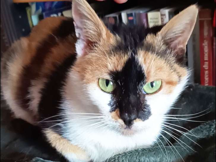 Rosa, belle chatte à adopter en association