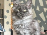Chaton Maine Coon mâle LOOF à vendre né en janvier 2026