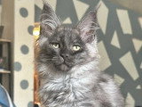 Chaton Maine Coon mâle LOOF à vendre né en janvier 2026
