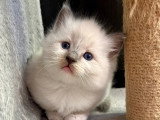 Chatons Ragdoll à vendre