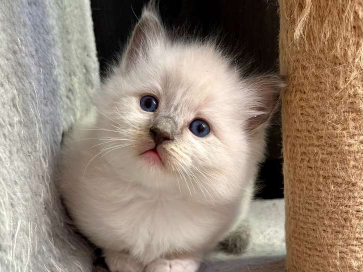 Chatons Ragdoll à vendre