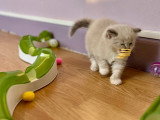 Chatons Ragdoll à vendre
