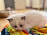 Chatons Ragdoll à vendre