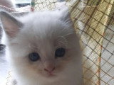 Trois chatons Ragdoll LOOF à réserver nés en mars 2026