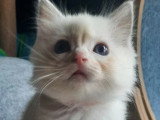 Trois chatons Ragdoll LOOF à réserver nés en mars 2026