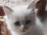 Trois chatons Ragdoll LOOF à réserver nés en mars 2026