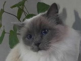 Trois chatons Ragdoll LOOF à réserver nés en mars 2026