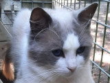 Trois chatons Ragdoll LOOF à réserver nés en mars 2026