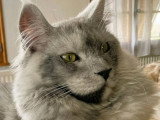 Chat Maine Coon black smoke LOOF de septembre 2024 à vendre