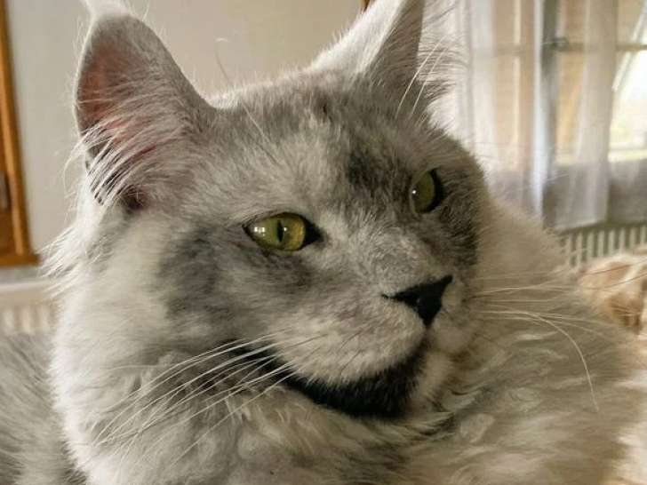 Chat Maine Coon black smoke LOOF de septembre 2024 à vendre