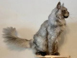 Chat Maine Coon black smoke LOOF de septembre 2024 à vendre