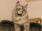 Chat Maine Coon black smoke LOOF de septembre 2024 à vendre