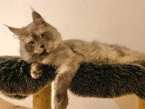 Chat Maine Coon black smoke LOOF de septembre 2024 à vendre