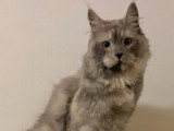 Chat Maine Coon black smoke LOOF de septembre 2024 à vendre