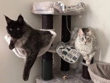 Chats adultes Maine Coon LOOF à vendre ensemble