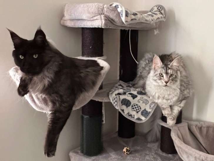 Chats adultes Maine Coon LOOF à vendre ensemble