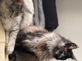 Chats adultes Maine Coon LOOF à vendre ensemble