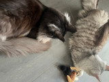 Chats adultes Maine Coon LOOF à vendre ensemble