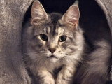 Chats adultes Maine Coon LOOF à vendre ensemble