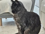 Chats adultes Maine Coon LOOF à vendre ensemble
