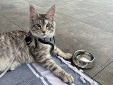 Chats adultes Maine Coon LOOF à vendre ensemble
