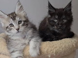 Chats adultes Maine Coon LOOF à vendre ensemble