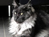 Chats adultes Maine Coon LOOF à vendre ensemble