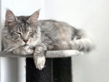 Chats adultes Maine Coon LOOF à vendre ensemble
