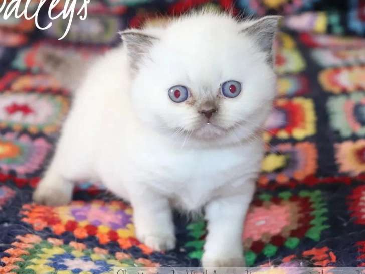 Chaton femelle British Shorthair cinnamon tortie LOOF à vendre