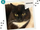 Frühling, sage minou noir et blanc à adopter en association