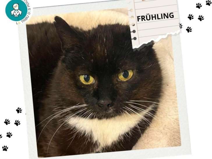Frühling, sage minou noir et blanc à adopter en association