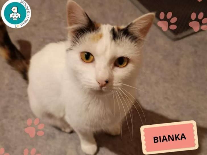Bianka, chatte tricolore pleine de malice à adopter en association