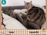 Duo de soeurs, Aqua et Aquarelle à adopter en association