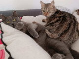 Duo de soeurs, Aqua et Aquarelle à adopter en association