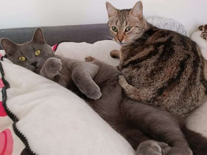Duo de soeurs, Aqua et Aquarelle à adopter en association