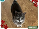 Berliauz, beau chat gris à adopter en association